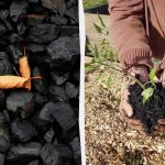 4 nepričakovani načini uporabe oglja na vrtu