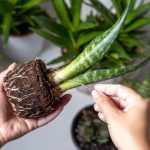 7 rastlin, ki bodo v hišo privabile srečo in pozitivno