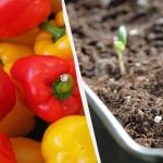 Čas je za sajenje paprik: kako to storiti in kateri