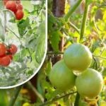 Dvesto gramov in so zreli: pridelovalka zelenjave deli dedkovo metodo