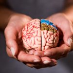 Kaj jesti za zdravje možganov: znanstveniki so prišli do nepričakovanega