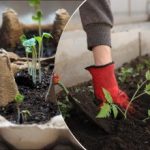 Kaj posaditi janja 2026: seznam zelenjave za zgodnji in obilen