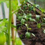 Kaj posejati za sadike febrja, da ne boste ostali brez