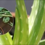 Kaj storiti, če aloja začne gniti: preprosti koraki za rešitev