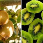 Kako gojiti kivi doma na okenski polici: najboljše sorte in