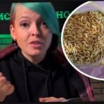 Kako izbrati sadike jabolčnika in presenetiti sosede s pridelkom: vrtnar