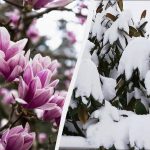 Kako ohraniti magnolijo pozimi: 6 nasvetov, da cvetovi ne zamrznejo