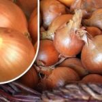 Kako shraniti čebulo, da pred poletjem ne vzklije: vrtnar je razkril preprosto metodo Kako shraniti čebulo, da pred poletjem ne vzklije: vrtnar je