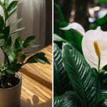 Katere rastline je najlažje gojiti doma: preproste in lepe možnosti