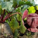 Kdaj pobirati rdečo peso v letu 2025: poimenovana sta dva