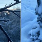 Lahko uniči 70 % vašega pridelka: kakšna je nevarnost ledu