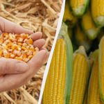 Najboljše obdobje za setev koruze v letu 2025: ne zamudite ga Najboljše obdobje za setev koruze v letu 2025: ne zamudite