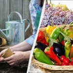 Natančen setveni koledar za febr 2026: najboljši dnevi za sajenje