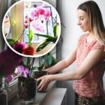 Ne samo voda: strokovnjak navaja tri stvari, ki preprečujejo cvetenje