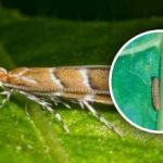 Nova invazija škodljivcev v Ukrajini: ogroženih je 80 % poljščin, kako se proti njej boriti Nova invazija škodljivcev v Ukrajini: ogroženih je 80 % poljščin,