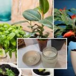 Razcvet v enem dnevu: recept z dvema sestavinama za močan