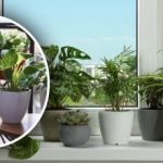 Rumenenje listov ni posledica starosti: kakšna voda počasi uničuje sobne