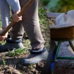 Setevni koledar za september 2025: kaj storiti na vrtu in