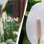 Spathiphyllum bo cvetela več let, če jo jeseni ne boste