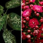 Tri sobne rastline, ki v vaš dom privabljajo škodljivce