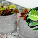 Zalivanje z vodo iz pipe je nevarno: katere sobne rastline