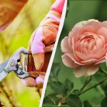 Zdaj je najboljši čas za rezanje vrtnic: kako jih razmnožiti