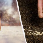 Že maja bo poln zelenjavni vrt: kaj posejati febrja za